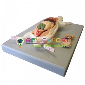 Rat Dissection Model