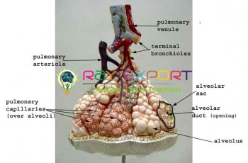 Lobule Of The Lung Anatomy Model For Biology Lab