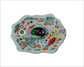 Animal Cell Zoology Model For Biology Lab