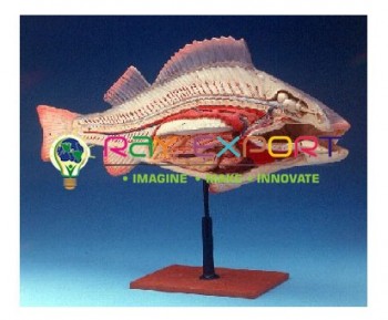 Fish Anatomy Model