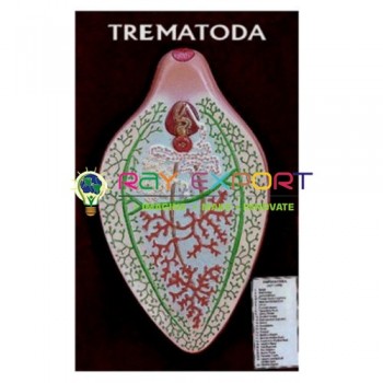 Trematoda Model