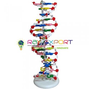 DNA Model