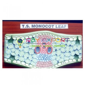 Monocot Leaf V.S. For Biology Lab