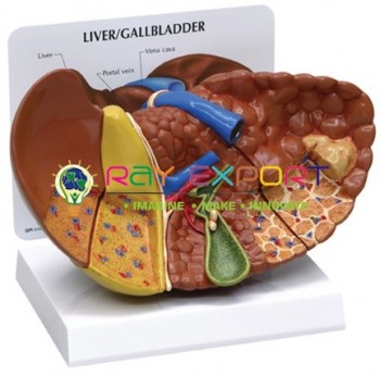 Human Liver With Gall Bladder Anatomy Model For Biology Lab