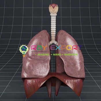 Human Lungs Anatomy Model For Biology Lab