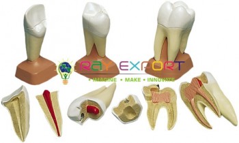 Human Teeth Lower Molar With Root Anatomy Model For Biology Lab
