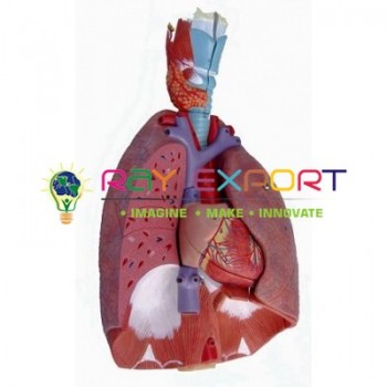 Human Lung With Larynx And Heart Anatomy Model For Biology Lab