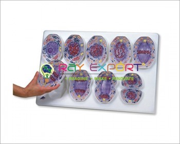 Animal Cell Mitosis Zoology Model Set Of 8 For Biology Lab