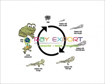 Frog Development Zoology Model For Biology Lab