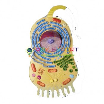Animal Cell Three Dimensional Zoology Anatomy Model For Biology Lab