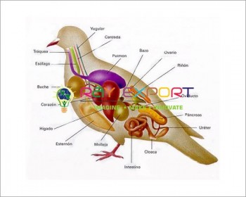 Pigeon Dissection Model