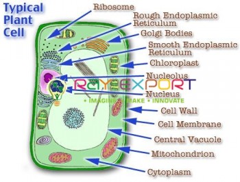 Typical Plant Cell For Biology Lab