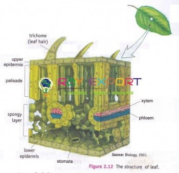 Leaf Structure For Biology Lab