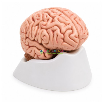 Building the Brain