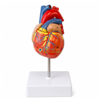 Construction of the Heart