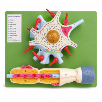 Nephrons