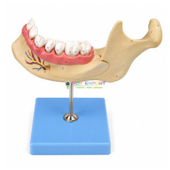Jaws, it Hurts