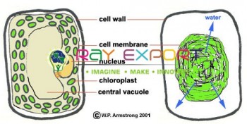 Plant Cell Microscopic For Biology Lab