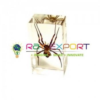 Real Life Science Specimens of Spider For Biology Lab