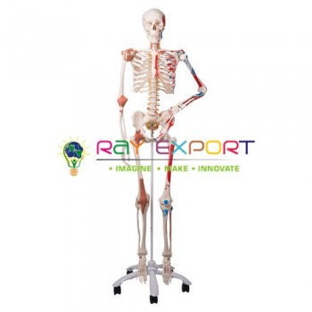 Human Skeleton On Stand For Biology Lab