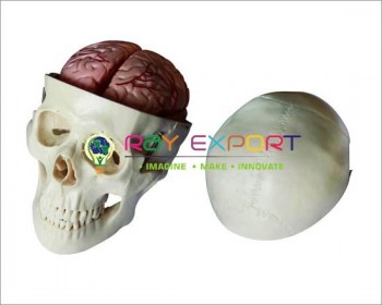 Human Skull Artificial 3 Parts For Biology Lab