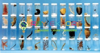 Real Life Science Specimens Insect Set For Biology Lab