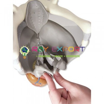 Human Larynx Anatomy Model