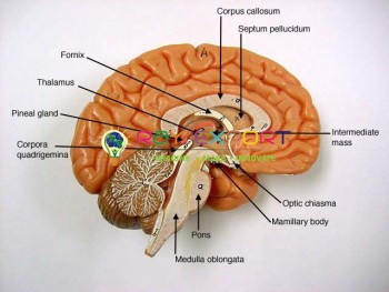 Neuron Anatomy Model For Biology Lab