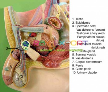 Human Model, Reproductive System, Male
