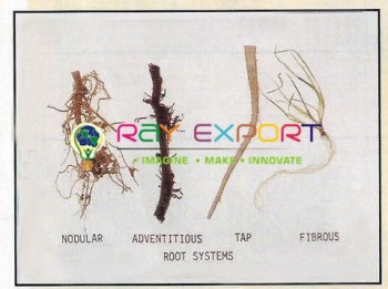 Root Systems 