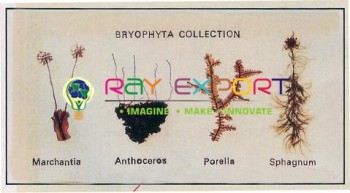 BP - Bryophytes