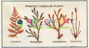 Primitive Vascular Plants