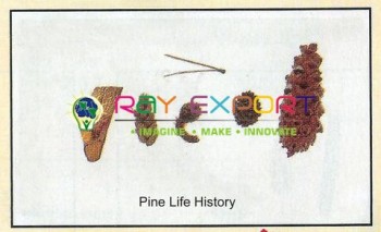 Pine Life History