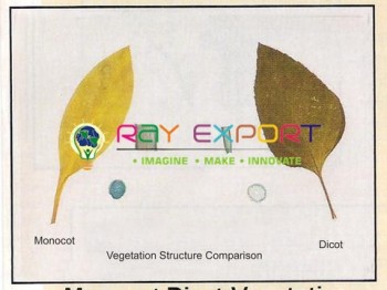 Monocot - Dicot Vegetative Structure Comparison